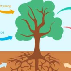 Photosynthesis what's in a leaf pogil