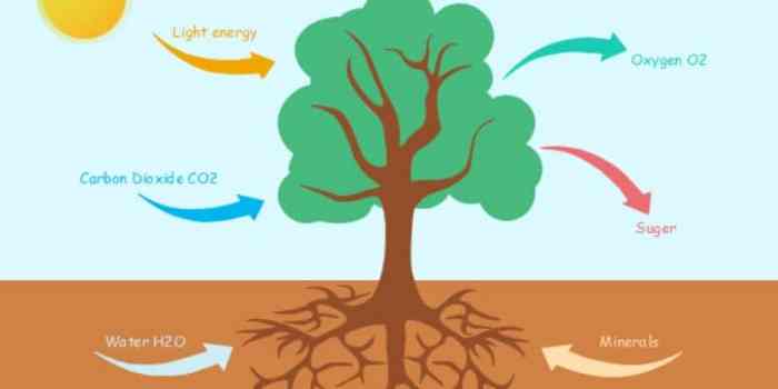 Photosynthesis what's in a leaf pogil