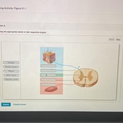 Art labeling activity figure 1.3