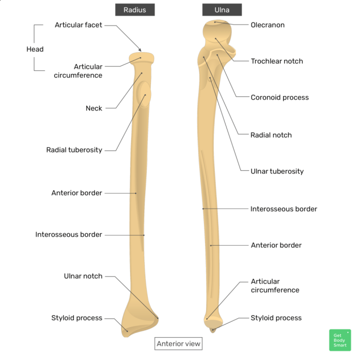 Labeled ulna and radius quiz