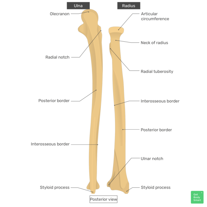 Labeled ulna and radius quiz