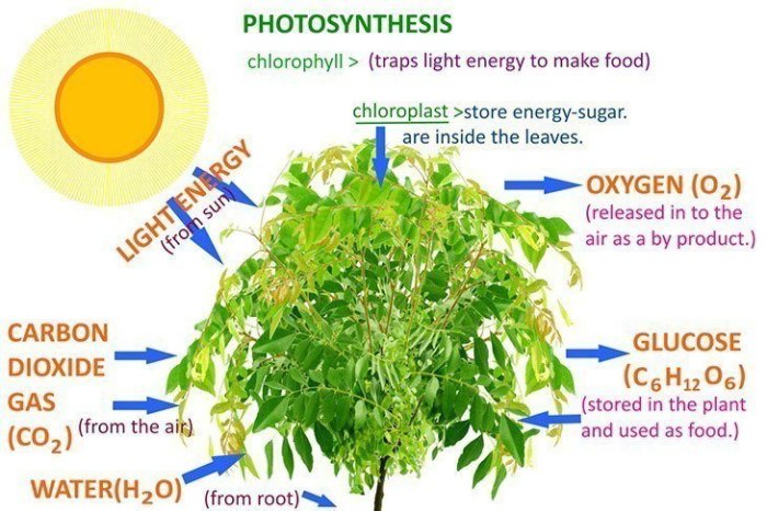 Photosynthesis what's in a leaf pogil