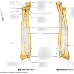 Labeled ulna and radius quiz