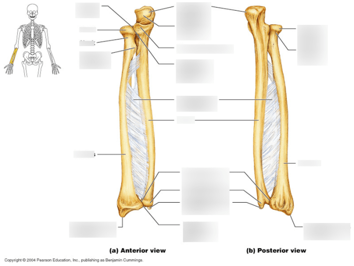 Labeled ulna and radius quiz