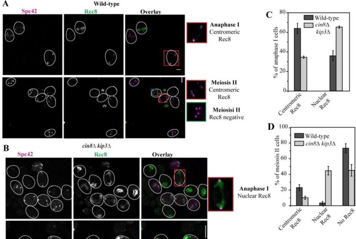 In the diagram which panel shows events occurring during anaphase