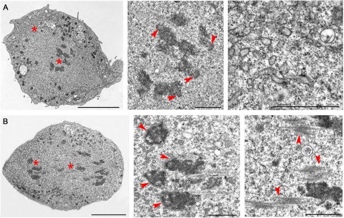 Complex anaphase apc promoting visualizing mechanisms functions panel diagram shows events which figure occurring during