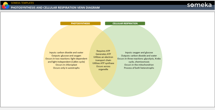 Venn diagram about photosynthesis and respiration