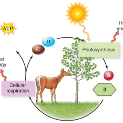 Venn diagram about photosynthesis and respiration