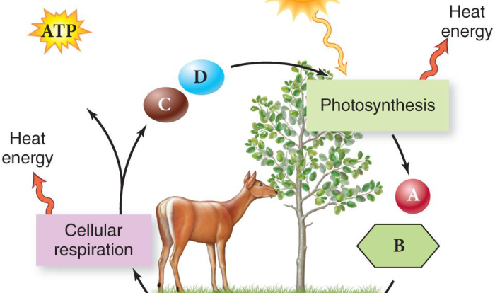 Venn diagram about photosynthesis and respiration