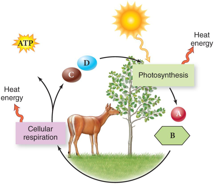 Venn diagram about photosynthesis and respiration