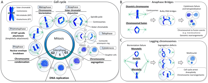 In the diagram which panel shows events occurring during anaphase