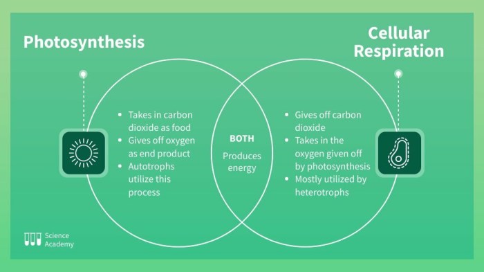 Venn diagram about photosynthesis and respiration