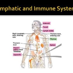 Blood lymphatic and immune systems chapter 9