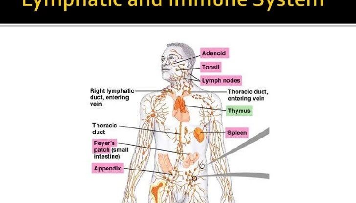 Blood lymphatic and immune systems chapter 9