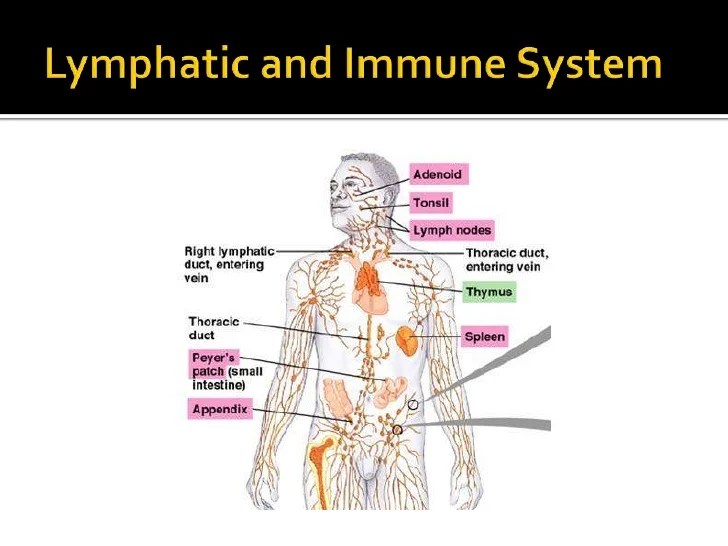 Blood lymphatic and immune systems chapter 9