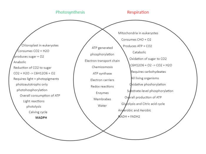 Photosynthesis respiration venn